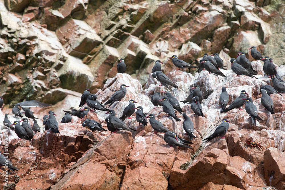 Seabirds on the rockface in the Ballestas island, natural park. Peru Seabirds on the rockface in the Ballestas island, natural park. Peru