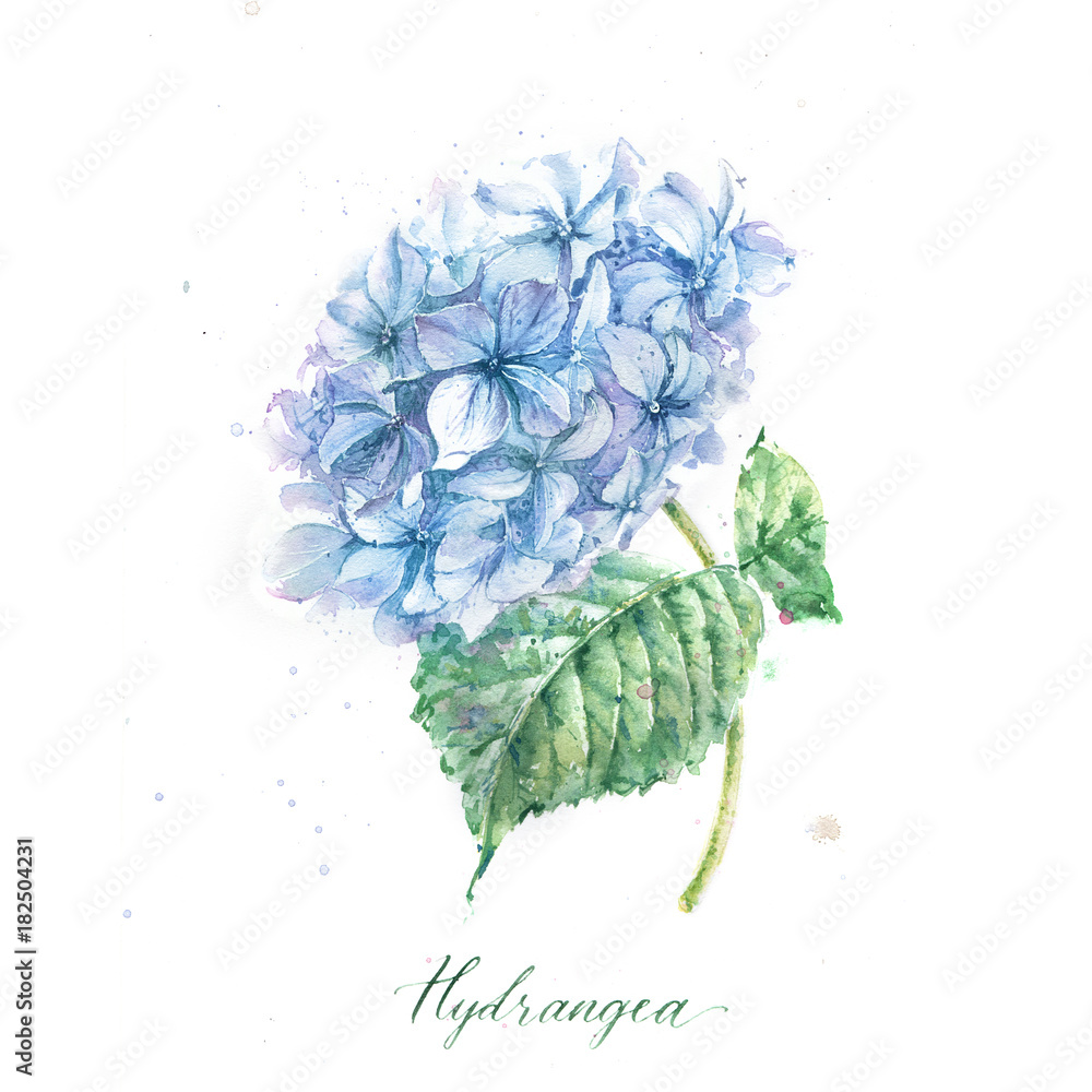 Blue hydrangea watercolor flower Stock Illustration | Adobe Stock