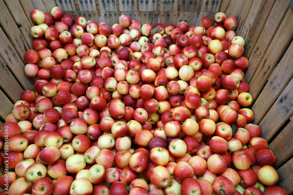 Fresh picked Gala apples in the container in the harvest season Fresh picked Gala apples in the container in the harvest season