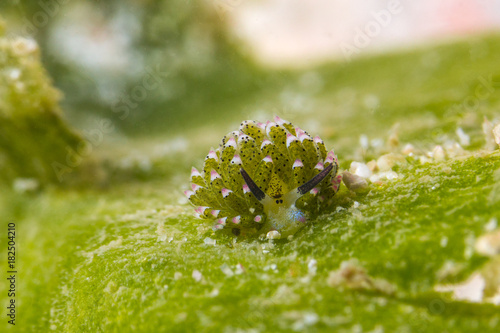 Leaf Sheep Nudibranch (Costasiella Kuroshimae)