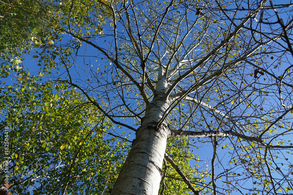 Fototapeta premium low angle view of birch tree trunk and branch in autumn