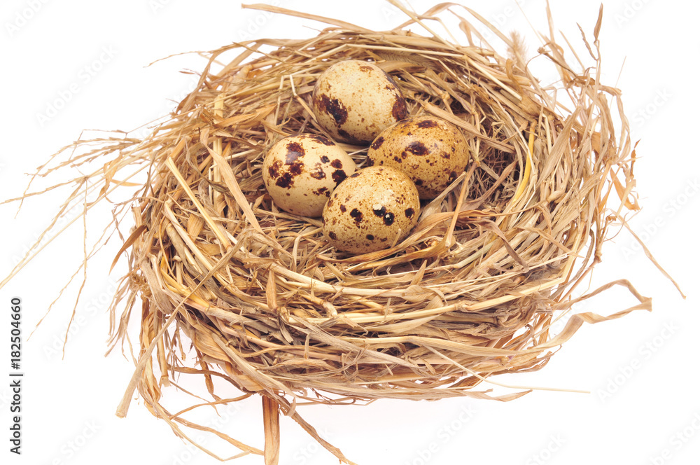 Quail eggs on a white background Quail eggs on a white background