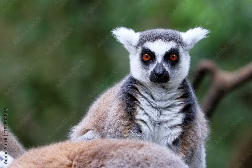Obraz premium Ring-tailed lemurs in South Africa