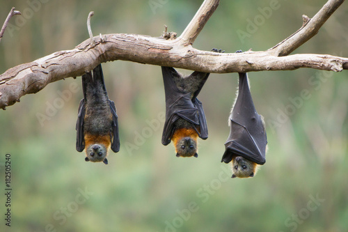 Print op canvas Three Grey Headed Flying Foxes