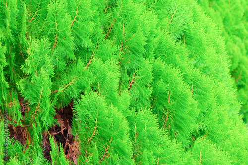 Chinese Arborvitae, Leaves of pine tree select focus with shallow depth of field (Scientific Name Thuja Orientali.)
