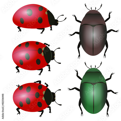 Ladybug side, the upper half-side bugs