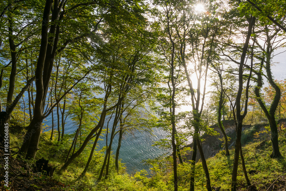 Fototapeta premium Buchenwald und Kreideküste auf Insel Rügen am Morgen im Herbst