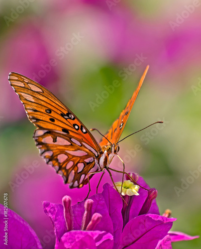  monarch butterfly on a colorful purple flower
