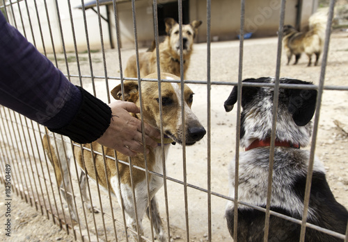 Bild auf Leinwand Dogs in cages