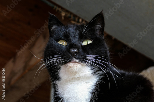 portrait of a black and white cat 