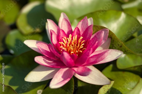 Pink lotus flower blooming in the pond.