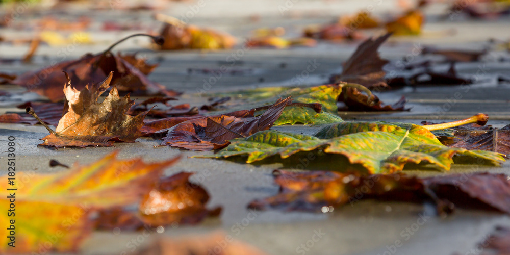Fallen Leaves on Sidewalk in Autumn Fallen Leaves on Sidewalk in Autumn