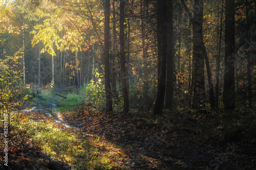 sunny day in autumn forest © smolskyevgeny