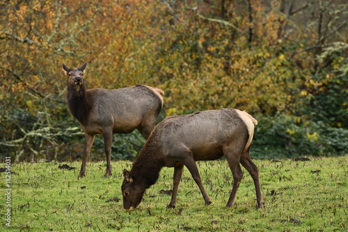 Elk staring and grazing