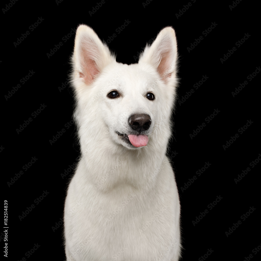 Funny Portrait of White Swiss Shepherd Dog Showing tongue on Isolated Black Background, front view