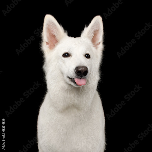 Funny Portrait of White Swiss Shepherd Dog Showing tongue on Isolated Black Background, front view