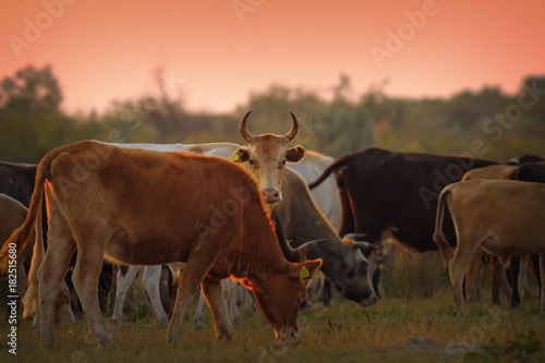 cow herd at dusk