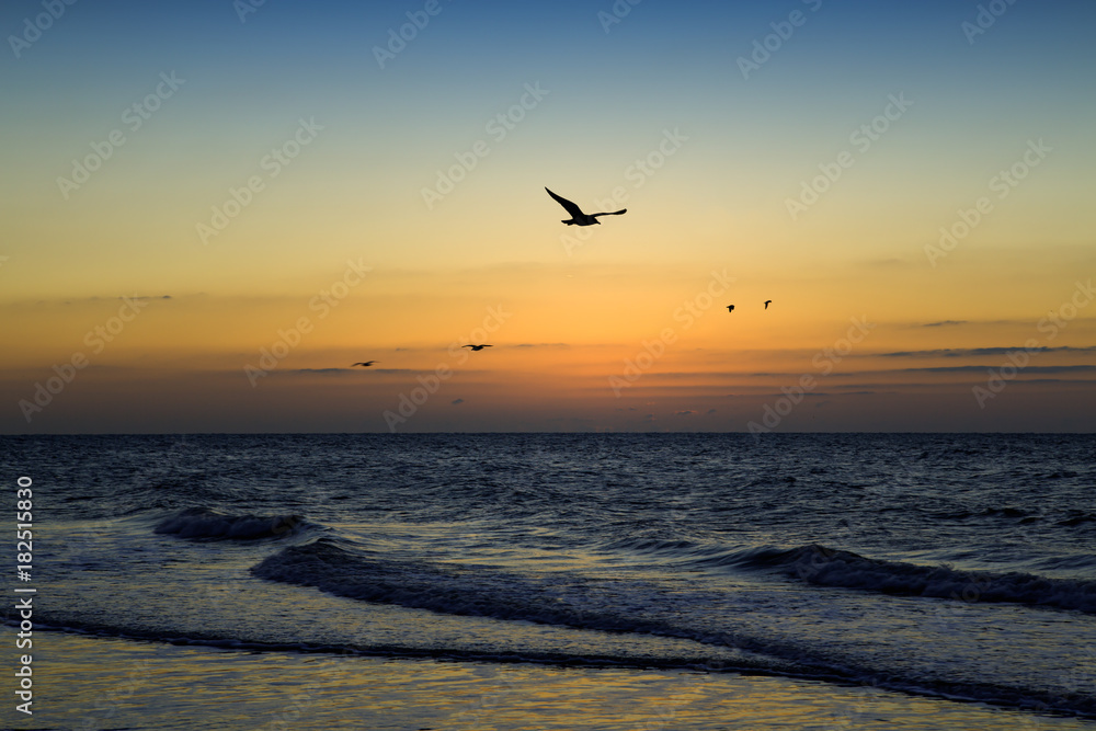 Jacob Rii's Beach. Seagulls and the glimmer of sunrise