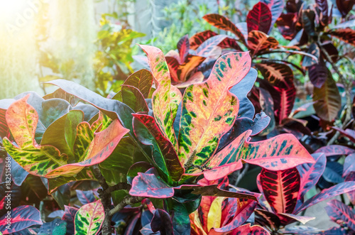 Croton Codiaeum variegatum plants with colorful leaves in tropical garden.