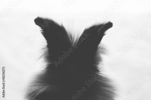 White fluffy rabbit