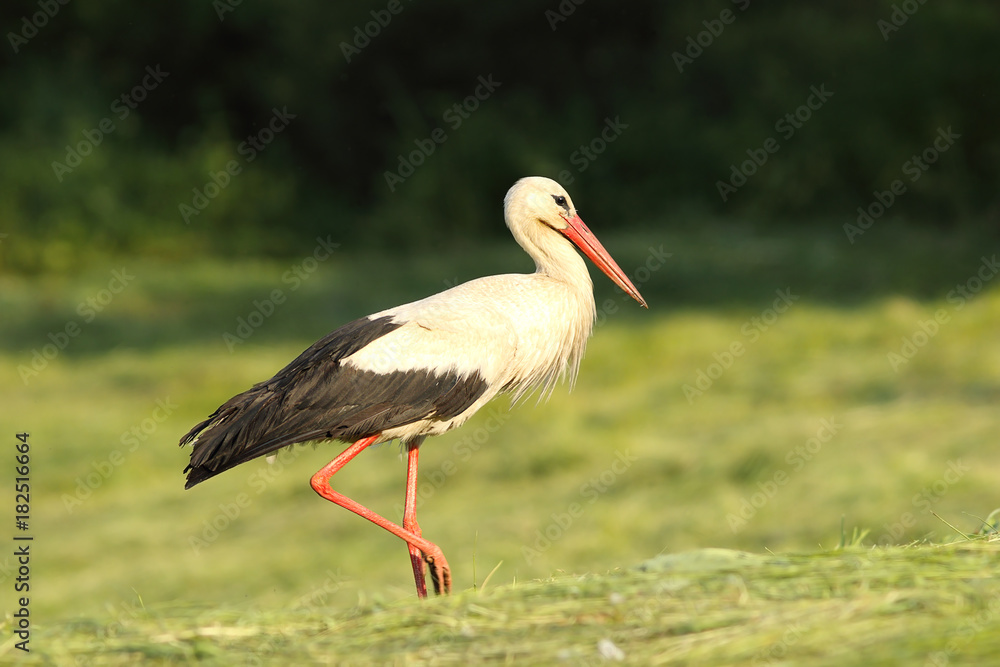 white stork foraging in the field white stork foraging in the field