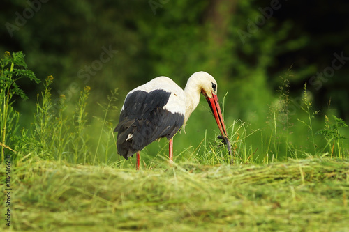 white stork eating slow worm