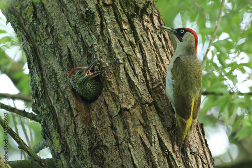 Pic vert et son jeune! photo