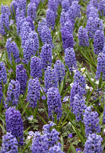 blue  hyacinths flowers blooming in a garden