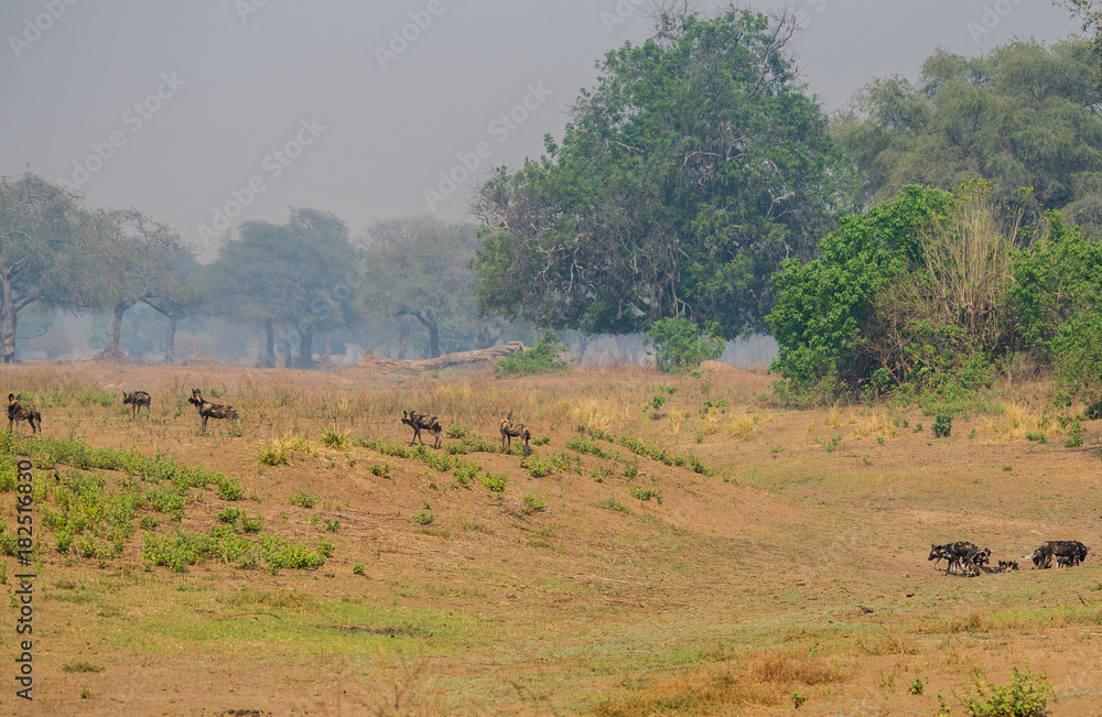 Afrikanische Wildhunde in der Savanne vom in Simbabwe, Südafrika Afrikanische Wildhunde in der Savanne vom in Simbabwe, Südafrika