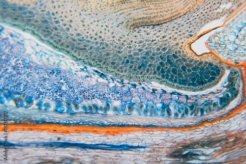 Medical Lab Prepared microscopic- weevil rye