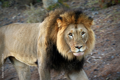 Close up of male lion in the Kruger National Park  South Africa