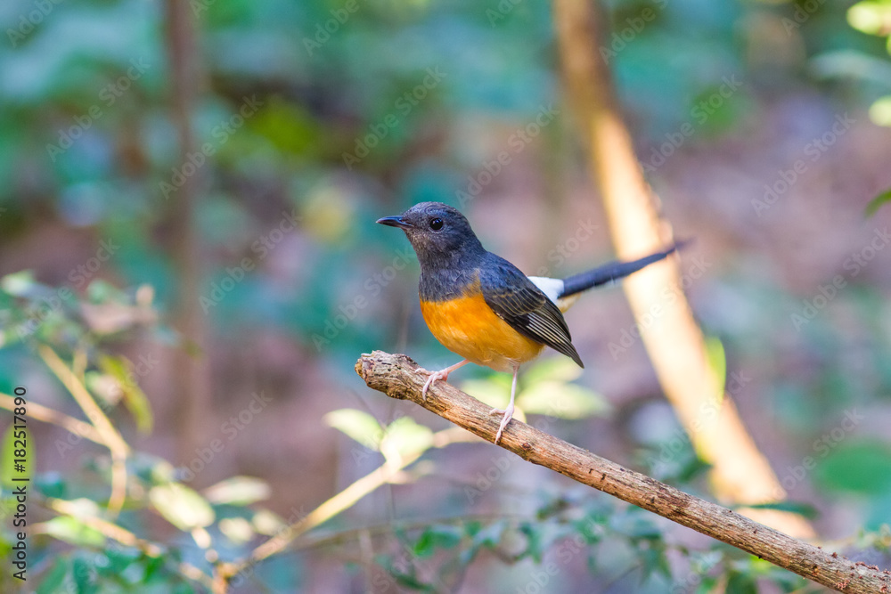 Fototapeta premium Beautiful female bird White Rumped Shama or Copsychus Malabaricus on branch