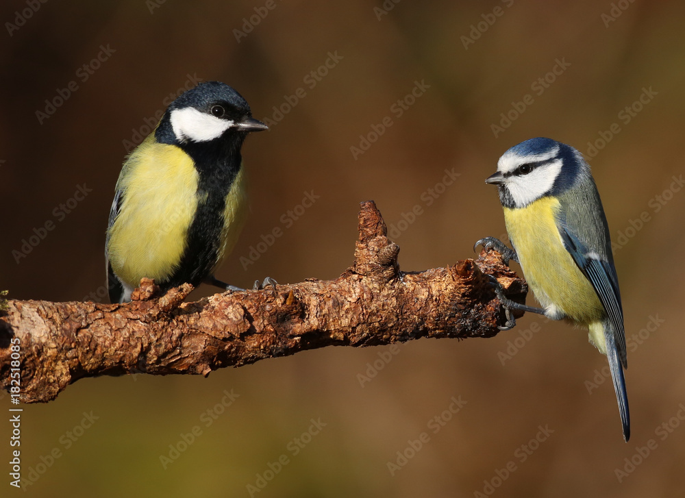 Obraz premium Mésanges charbonnière et bleue face à face!