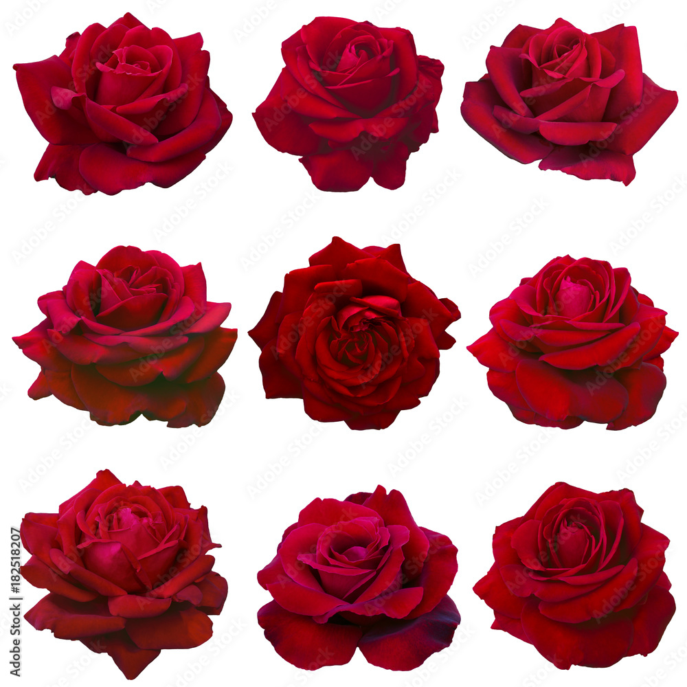 Fototapeta premium kolaż czerwonych róż