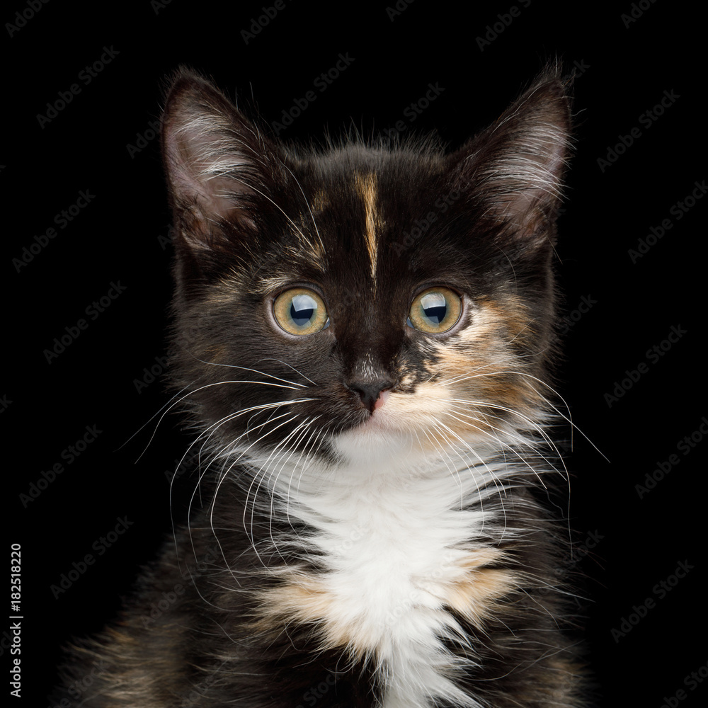 Portrait of Cute Kitten with tortoise fur on isolated background, front view