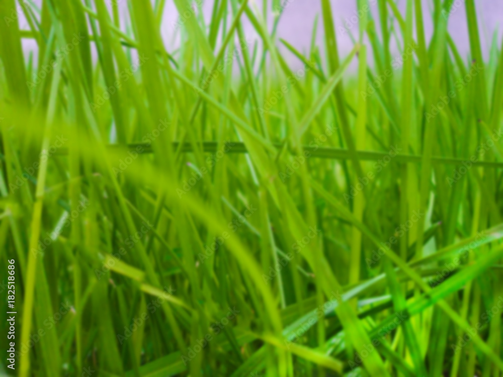 Abstract background of green color, blurred photo of grass. Green background, fresh spring grass. Abstract background of green color, blurred photo of grass. Green background, fresh spring grass.
