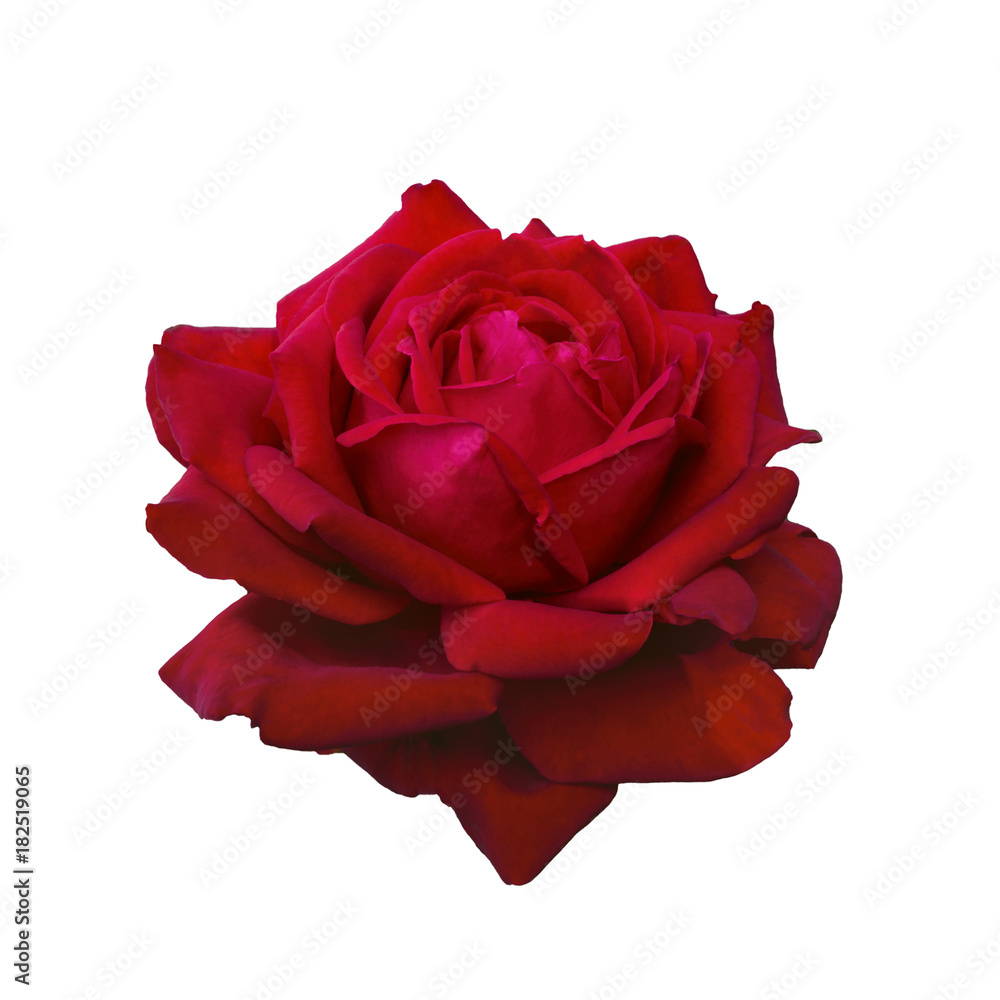 Dark red rose Dark red rose