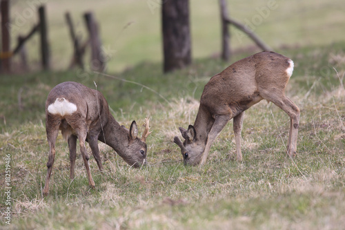 Chevreuils dans l herbe nouvelle 