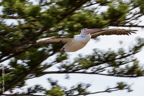 Coming In For Landing