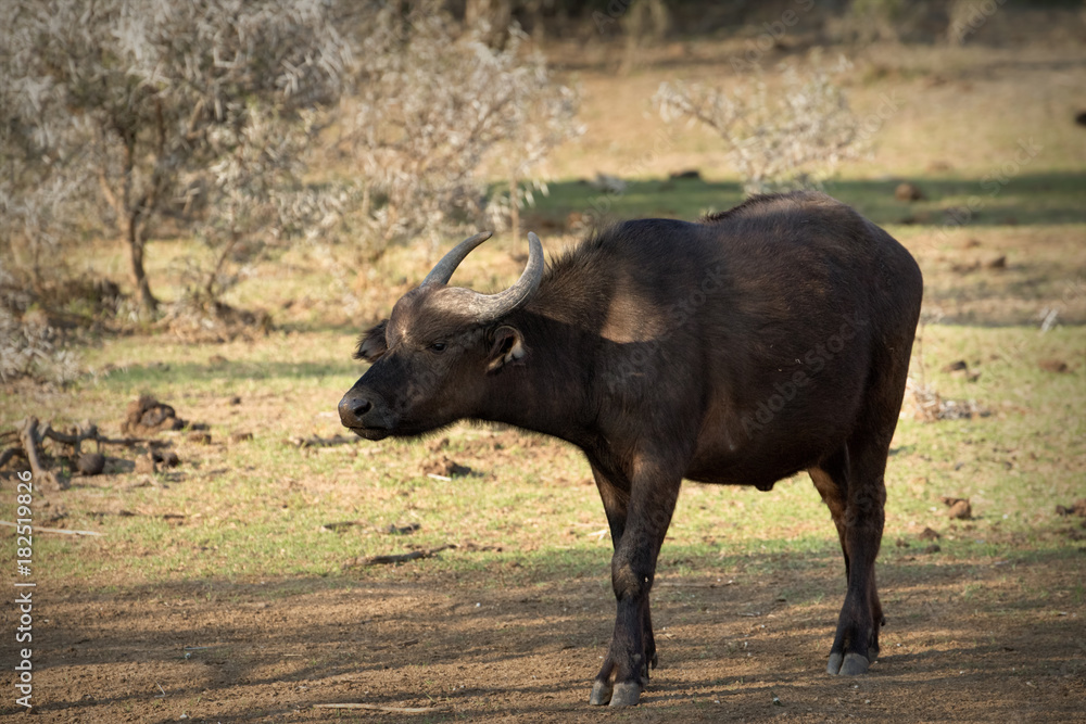 Cape Buffalos in the African Bush in Kruger National Park, South Africa