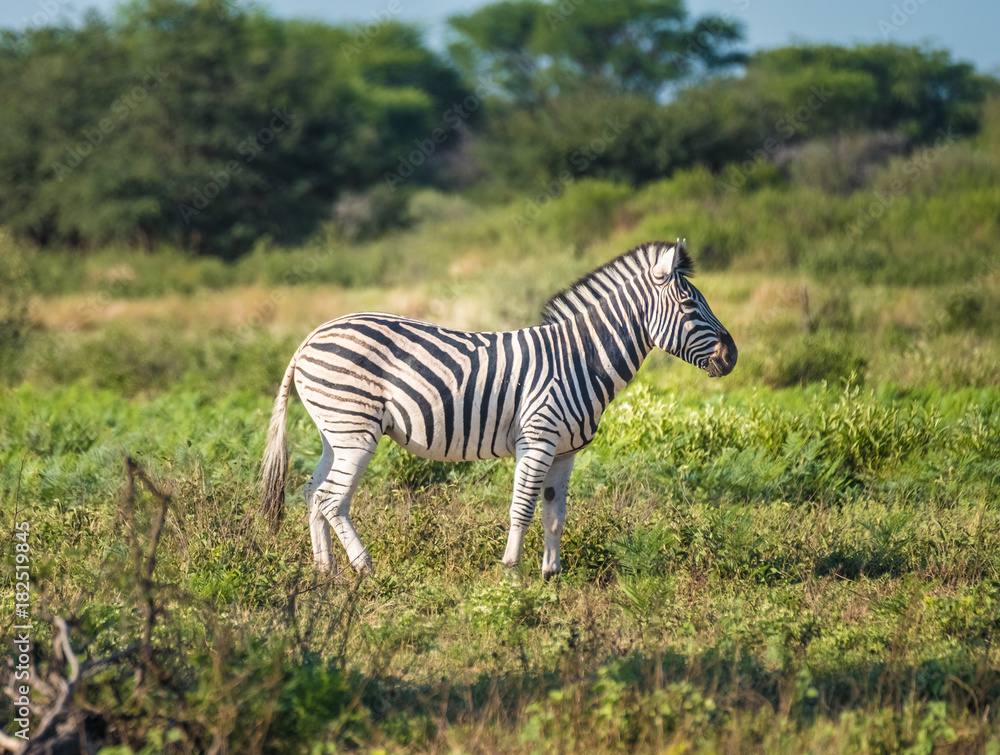 Naklejka premium Zebras approach a wterhole, Khama Rhino Sanctuary, Serowe, Botswana