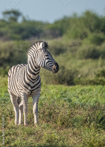 Zebras approach a wterhole  Khama Rhino Sanctuary  Serowe  Botswana