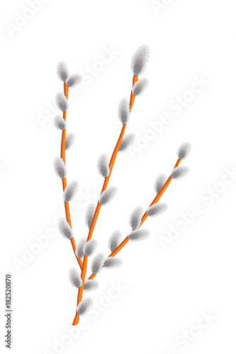 Willow branch isolated on a white background