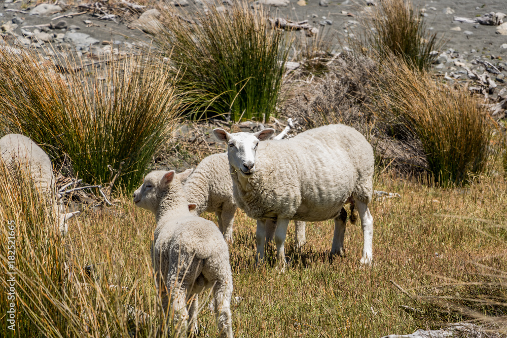 Fototapeta premium Escaped Sheep At Beach, New Zealand 