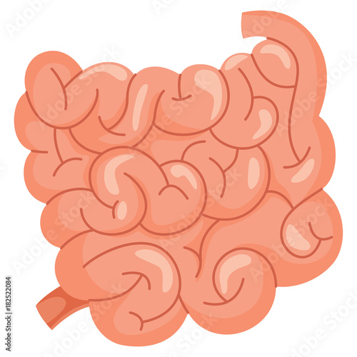 Small Intestine Vector Illustration
