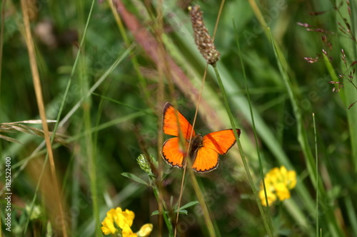 bialowieza photo