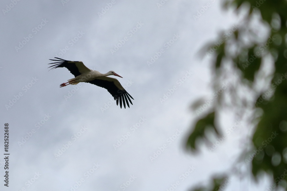 Obraz premium white stork