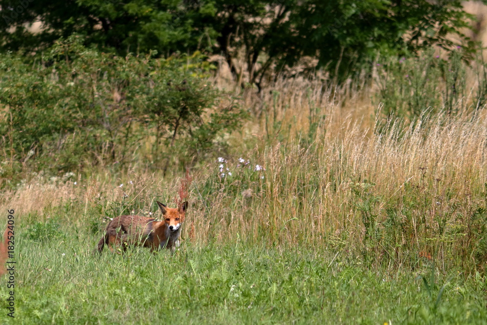 Obraz premium red fox