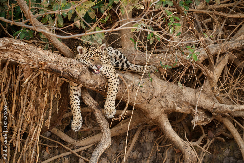 Fototapeta premium American jaguar female in the nature habitat, panthera onca, wild brasil, brasilian wildlife, pantanal, green jungle, big cats