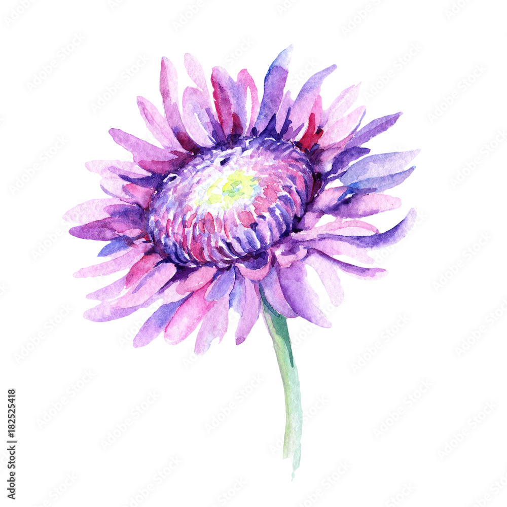 Wildflower chrysanthemum flower in a watercolor style isolated. Full name of the plant: chrysanthemum, dahlia. Aquarelle wild flower for background, texture, wrapper pattern, frame or border.